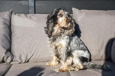 a dog sitting on top of a couch at Porthleven View in Porthleven