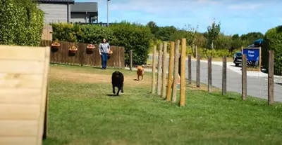a man and two dogs walking on a field at Honeycomb Lodge - Holiday Home 5 min from Padstow in Padstow