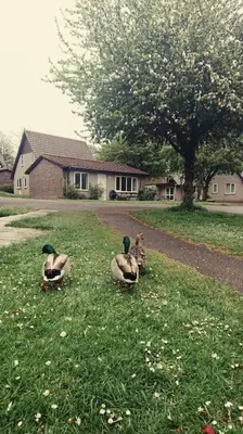 two ducks walking in the grass in a yard at Bungalow 62,North Cornwall, St. Tudy in Saint Tudy