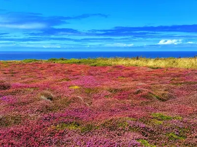 a field of purple flowers with the ocean in the background at Chy Mena. South facing lodge with hot tub & views. in St. Agnes