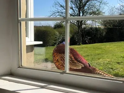 a bird is looking out of a window at The Farmhouse, Fowey in Fowey