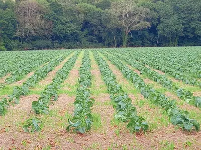 a large field of green plants in a field at Field Hut in Wadebridge