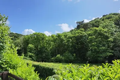 a view of the forest from the garden at Rusey Cottage at Crackington Haven, near Bude and Boscastle, Cornwall in Bude
