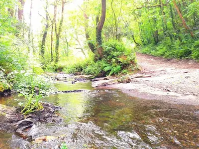 a stream in the middle of a forest with trees at Rusey Cottage at Crackington Haven, near Bude and Boscastle, Cornwall in Bude