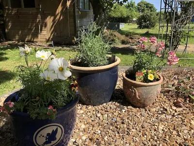 three pots with flowers in them sitting in a yard at Large Family House - sleeps 10. Central Location. 15 mins from coast. in Truro