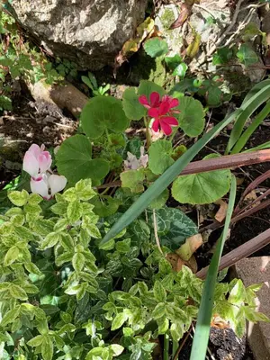 a group of pink flowers and green plants at Sandsifter at 4 Trencrom Court, Carbis Bay,St Ives, Cornwall in Carbis Bay