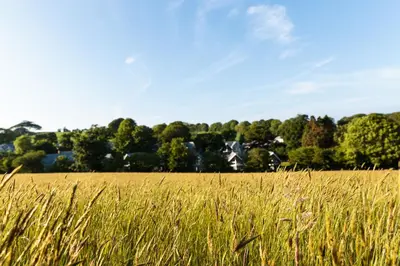a field of tall grass with houses in the background at Trewhiddle Retreat V18 by Together Travel - Luxury 4-Bedroom Villa in St Austell