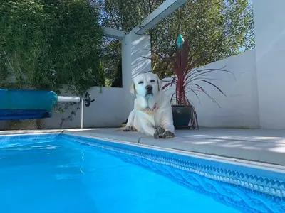 a white dog sitting next to a swimming pool at Silverspring Glamping The Shepherds Hut in Constantine