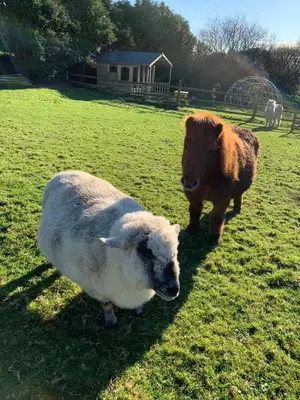 a cow and a sheep standing in a field at Silverspring Glamping The Shepherds Hut in Constantine