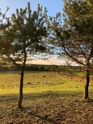 a group of animals grazing in a field with trees at Silverspring Glamping The Shepherds Hut in Constantine