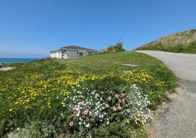 a field of flowers on the side of a road at D55 Wheal Lucy, Riviere Towans in Hayle