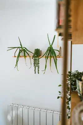 two plants hanging on a wall at Breathtaking High Street Townhouse With Stunning Sea Views at 'The Old Fishermans Townhouse' in Falmouth
