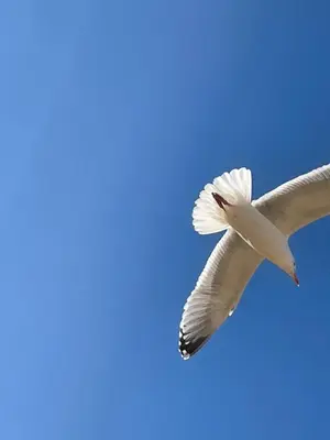a white bird flying in the blue sky at Atlantic Lodge in Newquay