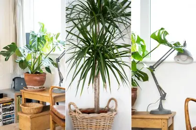 three different pictures of plants in a room at 8 Beach Court in St Ives