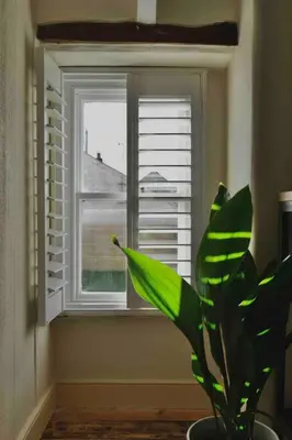 a plant in a vase in front of a window at Wheelwright House in Bodmin