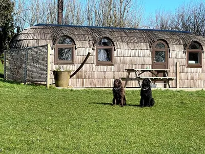 two dogs sitting in front of a wooden barn at The Pilchard - Lydcott Glamping Cornwall, sea view in East Looe