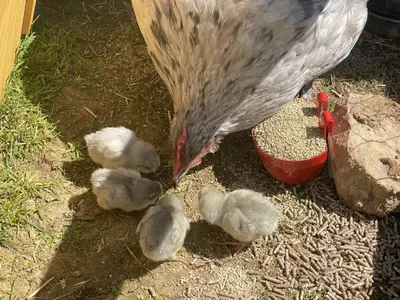 a large chicken with two baby chicks in itsiration at The Pilchard - Lydcott Glamping Cornwall, sea view in East Looe
