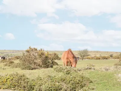a brown cow grazing in a grassy field at Henwood Barn in Liskeard