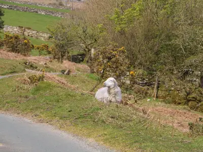 a dog sitting on the side of a road at Mole Cottage in Liskeard