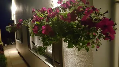a bunch of pink flowers on a window sill at Looe Holiday Home Cornwall Sleeps 2 Self Catering No Pets in Looe