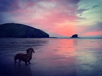a dog standing on the beach at sunset at Beach Lovers Paradise in Portreath - With Sea Views & Log Burner just 100m from beach in Portreath