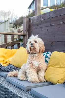 a small brown dog sitting on a bed with pillows at Beach Lovers Paradise in Portreath - With Sea Views & Log Burner just 100m from beach in Portreath