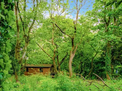 a house in the middle of a forest of trees at Owl - Uk43447 in Hayle