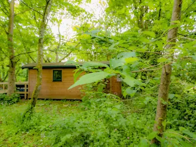 a small cabin in the middle of a forest at Woodpecker - Uk43451 in Hayle