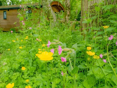 a garden with flowers in front of a tree at Woodpecker - Uk43451 in Hayle