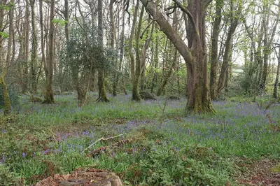 a forest filled with purple flowers in the woods at The Penthouse, top floor of a Grade II Listed Mill in Praze an Beeble