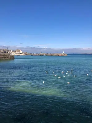 a group of birds swimming in a large body of water at Little Haven St Ives - with parking in St Ives